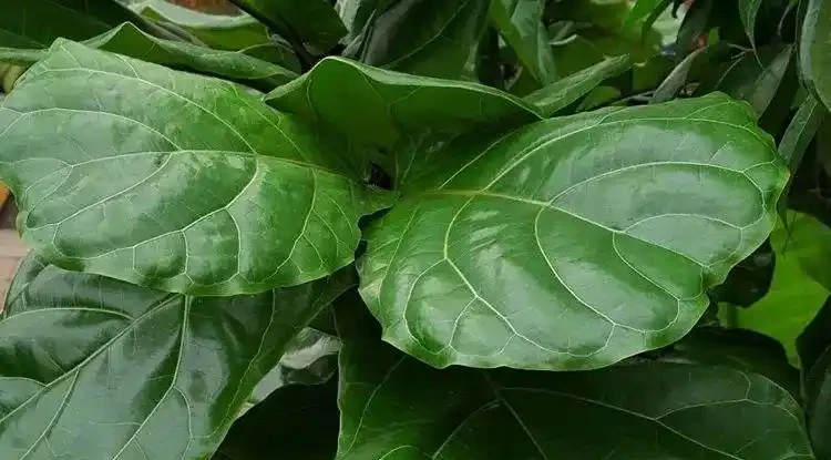 室內植物長褐色斑點,教你找出原因,及時防治,避免下次再發生