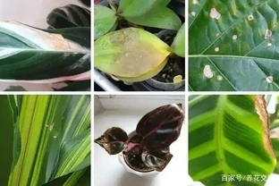 室內植物長褐色斑點，教你找出原因，及時防治，避免下次再發生