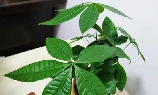 盆栽發財樹，老葉、新葉都打卷褶皺？摸清這些原因對症處理