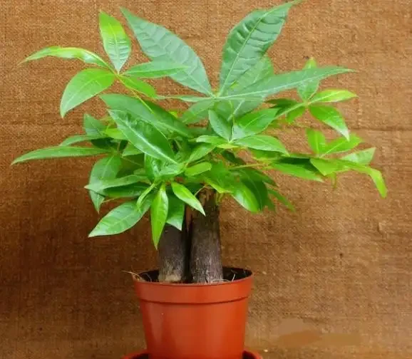 盆栽發財樹，老葉、新葉都打卷褶皺？摸清這些原因對症處理