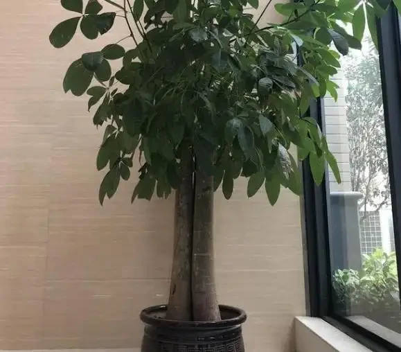 盆栽發財樹，老葉、新葉都打卷褶皺？摸清這些原因對症處理