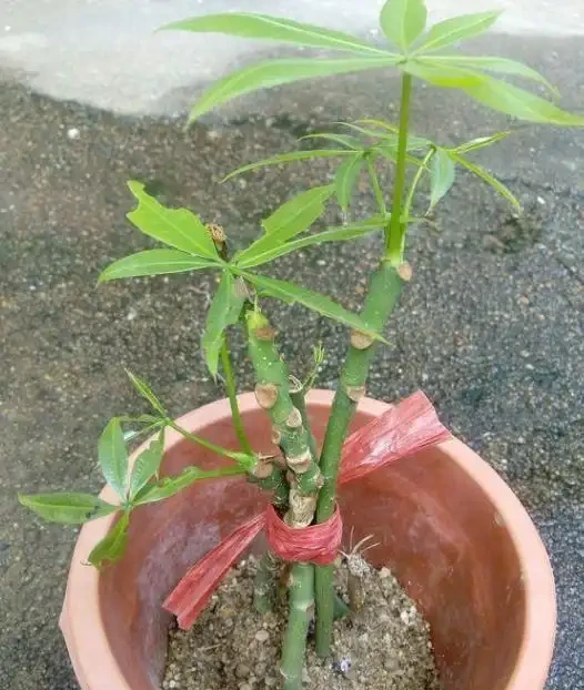 盆栽發財樹，老葉、新葉都打卷褶皺？摸清這些原因對症處理