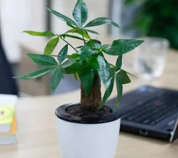 盆栽發財樹，老葉、新葉都打卷褶皺？摸清這些原因對症處理