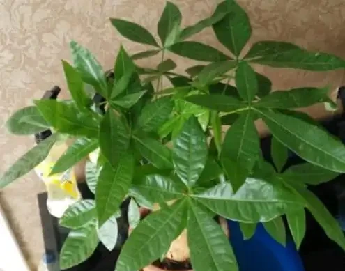 盆栽發財樹，老葉、新葉都打卷褶皺？摸清這些原因對症處理