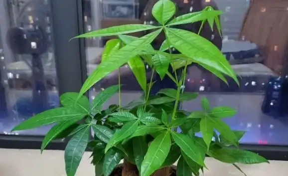 盆栽發財樹，老葉、新葉都打卷褶皺？摸清這些原因對症處理