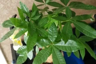 盆栽發財樹，老葉、新葉都打卷褶皺？摸清這些原因對症處理