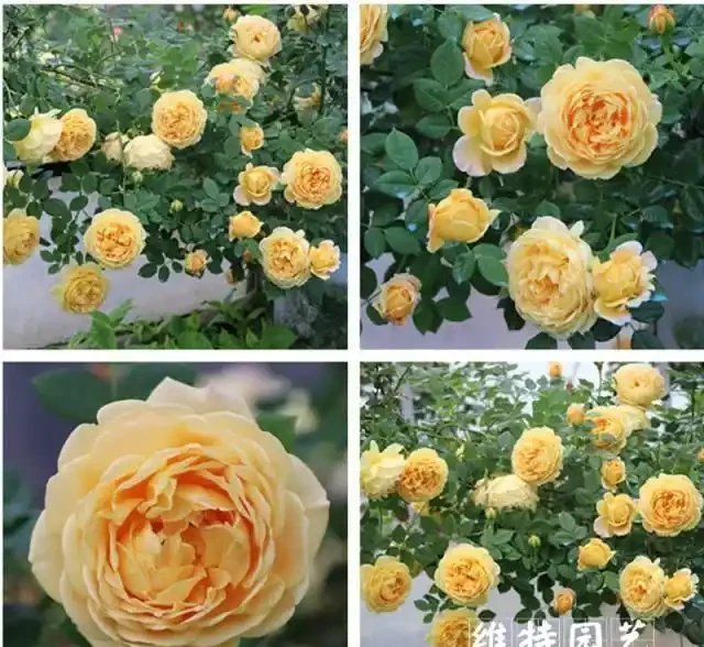 藤本月季選這款，好看又好養，開花期超半年，花量大，南北方都能種