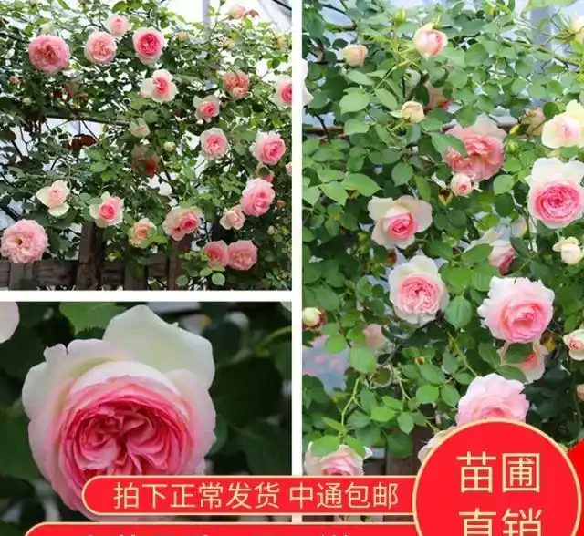 藤本月季選這款，好看又好養，開花期超半年，花量大，南北方都能種