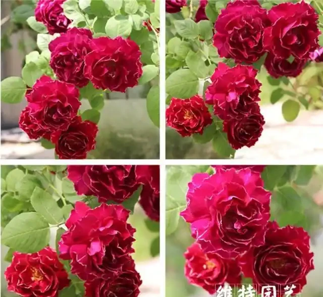 藤本月季選這款，好看又好養，開花期超半年，花量大，南北方都能種