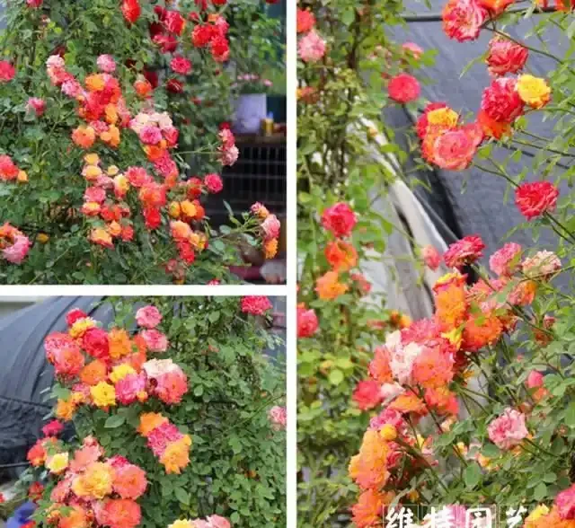 藤本月季選這款，好看又好養，開花期超半年，花量大，南北方都能種