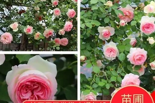 藤本月季選這款，好看又好養，開花期超半年，花量大，南北方都能種