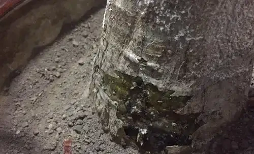 發財樹腐根還能救活嗎?怎麼救?修剪到哪位置?