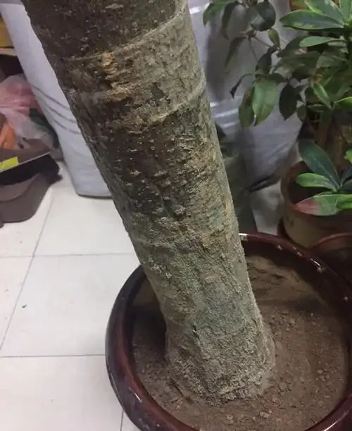 發財樹腐根還能救活嗎?怎麼救?修剪到哪位置?