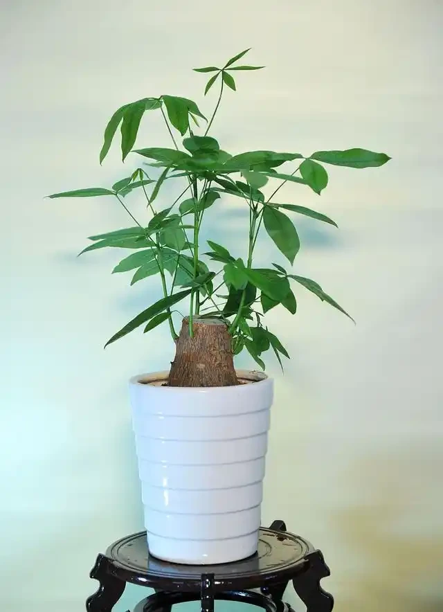 發財樹腐根還能救活嗎?怎麼救?修剪到哪位置?