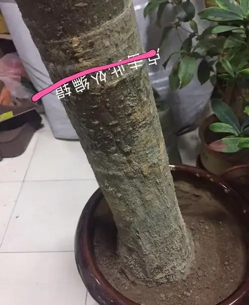 發財樹腐根還能救活嗎?怎麼救?修剪到哪位置?