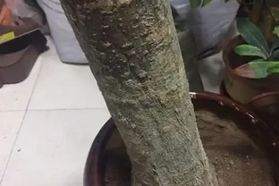 發財樹腐根還能救活嗎？怎麼救？修剪到哪位置？