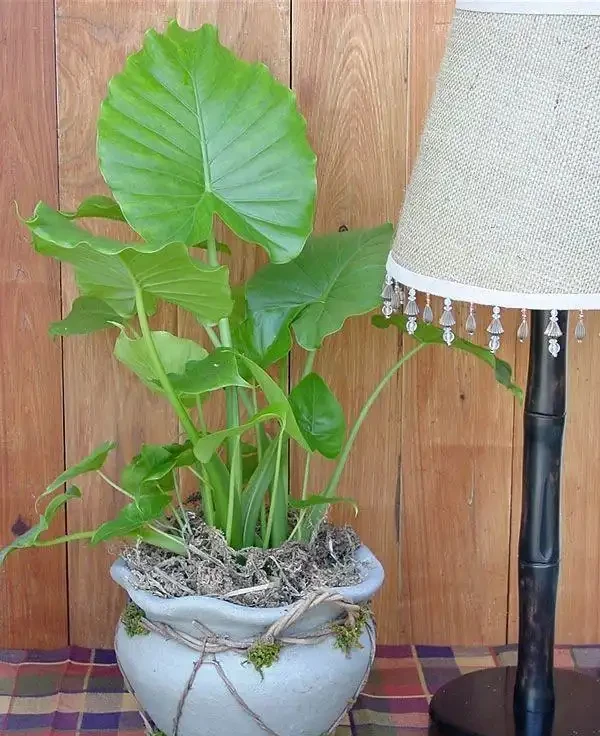 海芋和海芋傻傻分不清,還有人把它當芋頭,有毒植物要多瞭解