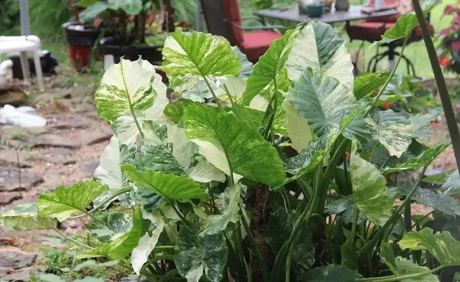 海芋和海芋傻傻分不清,還有人把它當芋頭,有毒植物要多瞭解