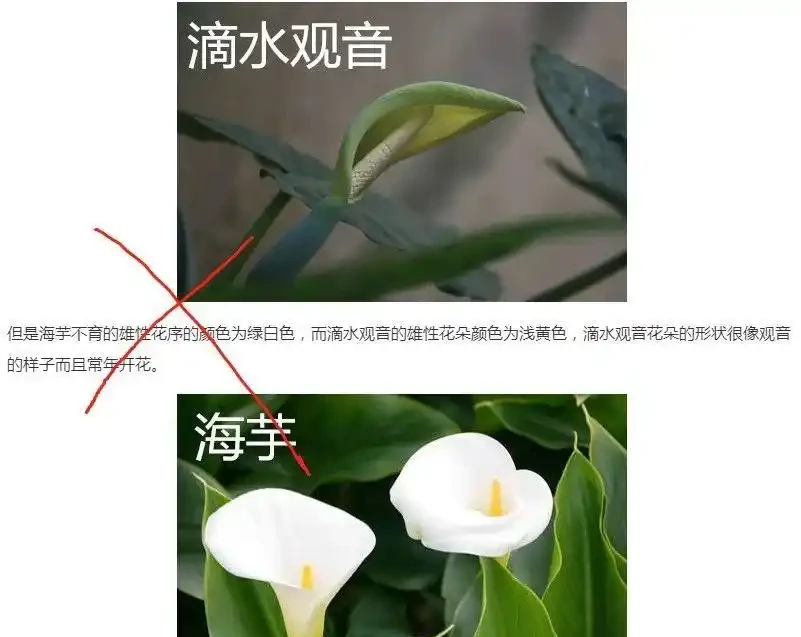 海芋和海芋傻傻分不清,還有人把它當芋頭,有毒植物要多瞭解