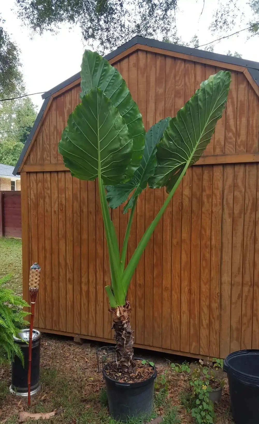 海芋和海芋傻傻分不清,還有人把它當芋頭,有毒植物要多瞭解