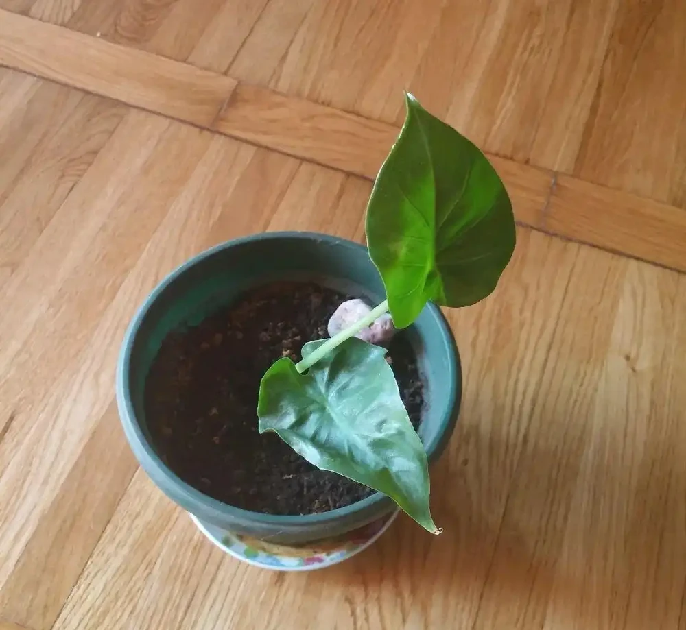 上圖為海芋的幼苗,是不是就是海芋
