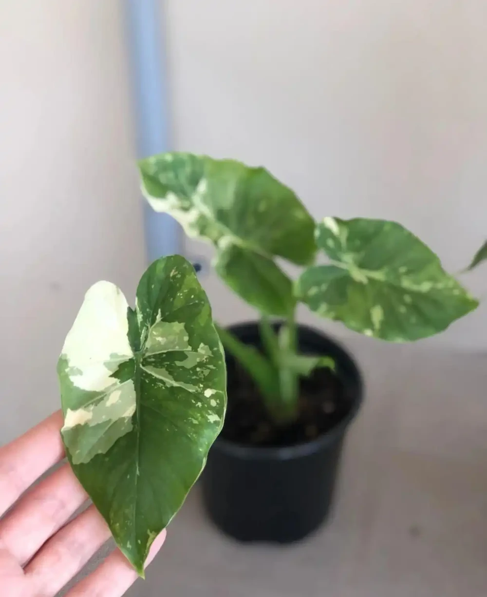 海芋和海芋傻傻分不清,還有人把它當芋頭,有毒植物要多瞭解