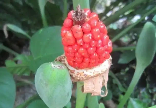海芋和海芋傻傻分不清,還有人把它當芋頭,有毒植物要多瞭解