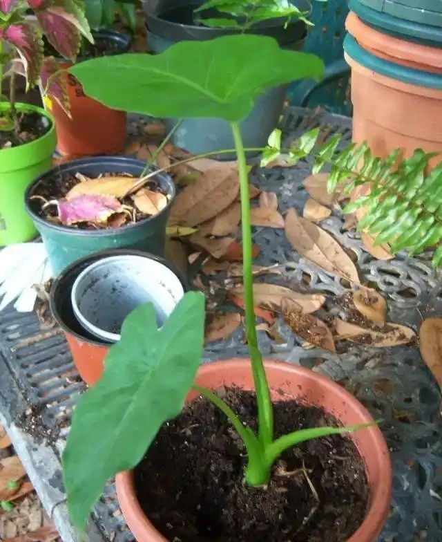 海芋和海芋傻傻分不清,還有人把它當芋頭,有毒植物要多瞭解
