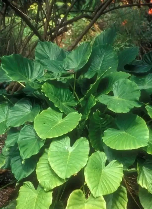 海芋和海芋傻傻分不清,還有人把它當芋頭,有毒植物要多瞭解