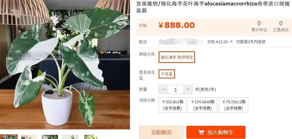 海芋和海芋傻傻分不清,還有人把它當芋頭,有毒植物要多瞭解