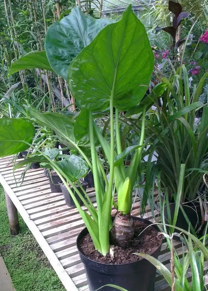 海芋和海芋傻傻分不清,還有人把它當芋頭,有毒植物要多瞭解