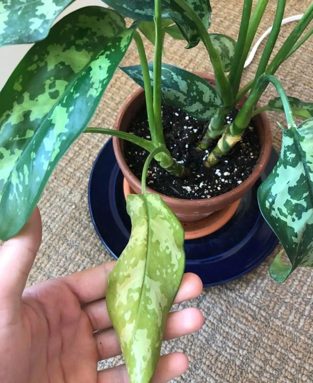 室內植物枝葉乾枯的7個原因和解決的方法，讓家裡的植物活得更久