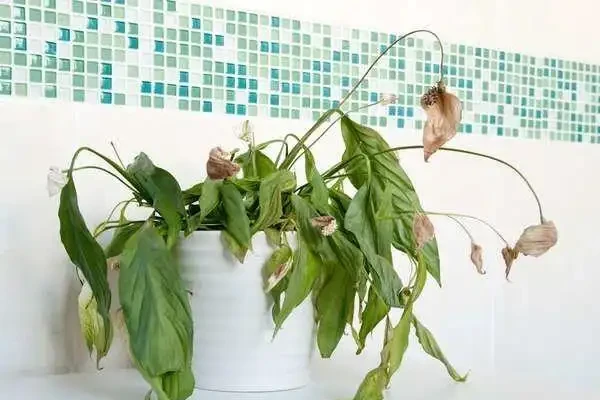 室內植物枝葉乾枯的7個原因和解決的方法，讓家裡的植物活得更久