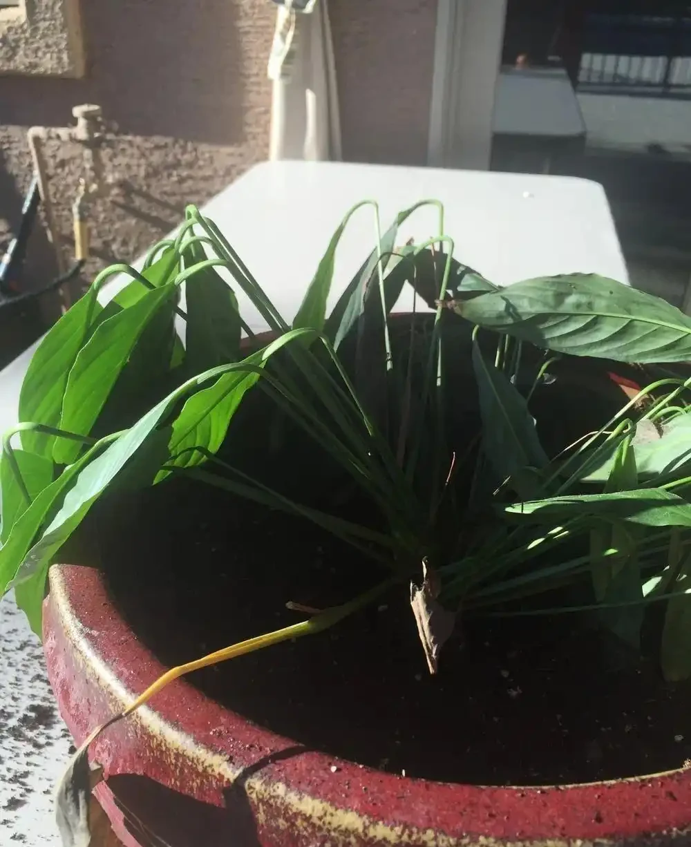 室內植物枝葉乾枯的7個原因和解決的方法，讓家裡的植物活得更久
