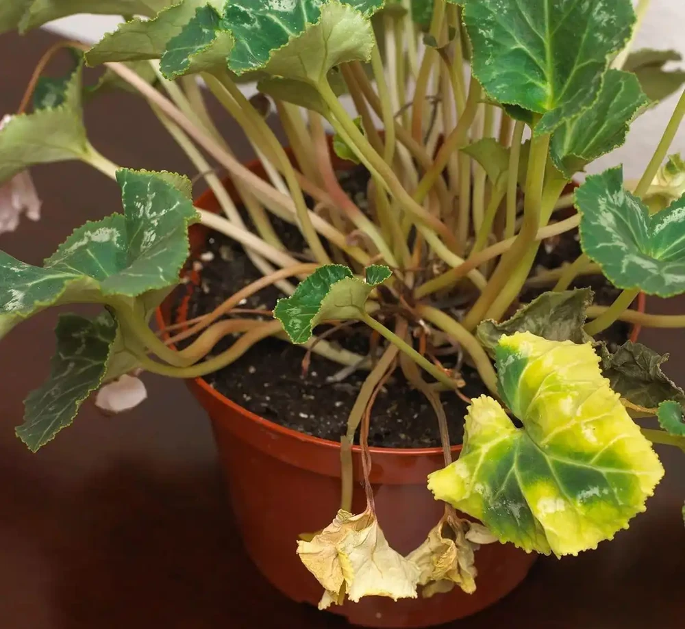 室內植物枝葉乾枯的7個原因和解決的方法，讓家裡的植物活得更久