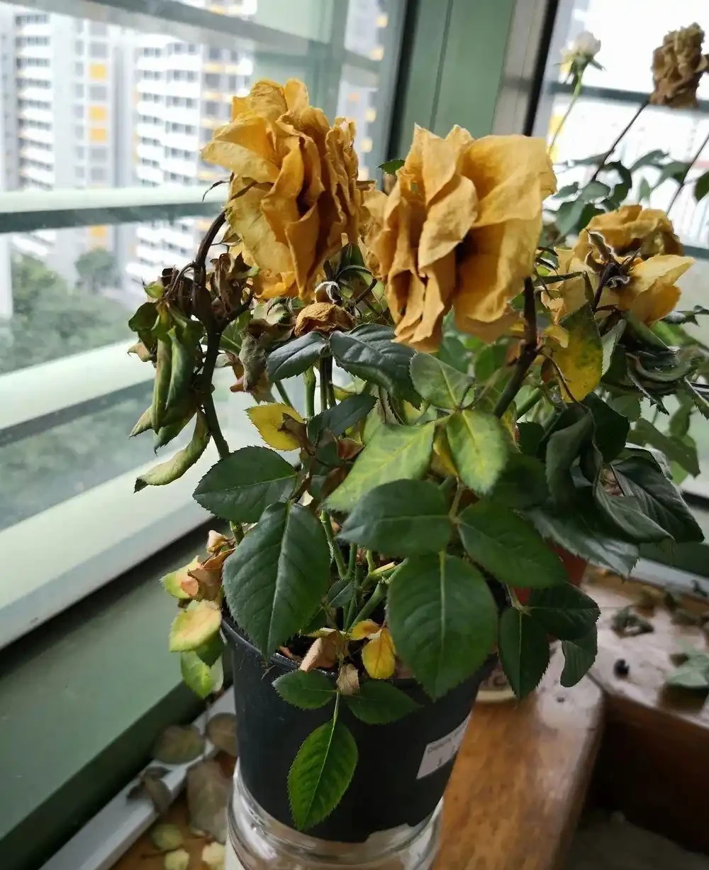 室內植物枝葉乾枯的7個原因和解決的方法，讓家裡的植物活得更久