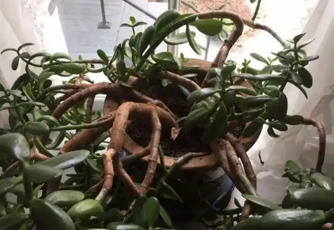 室內植物枝葉乾枯的7個原因和解決的方法，讓家裡的植物活得更久