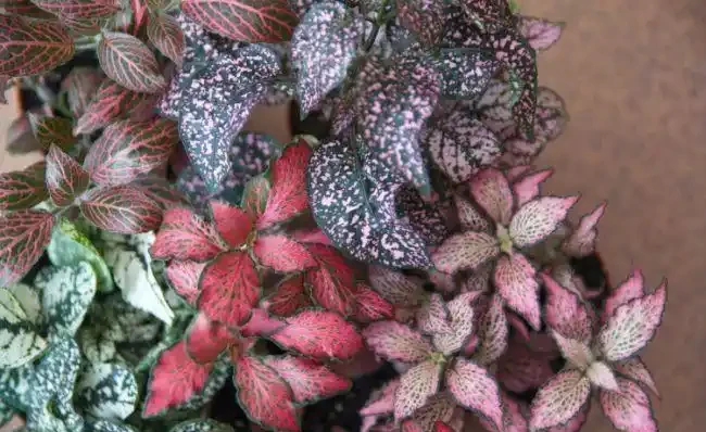 室內植物枝葉乾枯的7個原因和解決的方法，讓家裡的植物活得更久