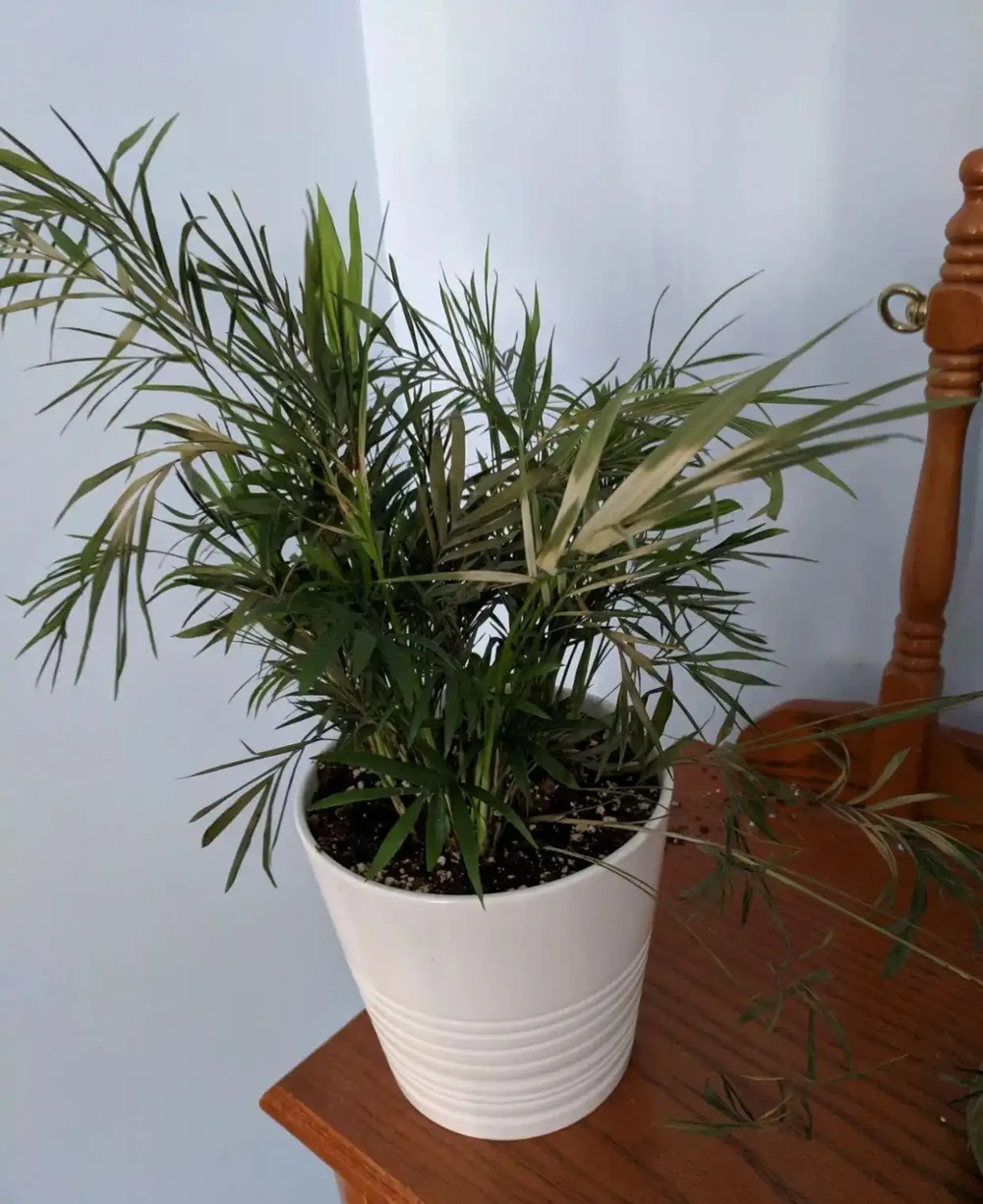 室內植物枝葉乾枯的7個原因和解決的方法，讓家裡的植物活得更久
