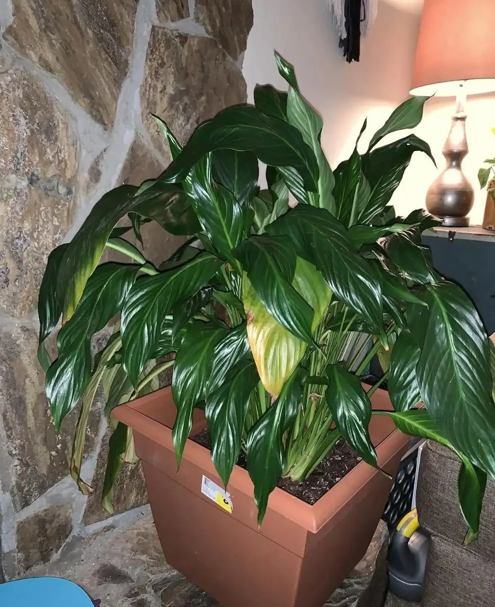 室內植物枝葉乾枯的7個原因和解決的方法，讓家裡的植物活得更久