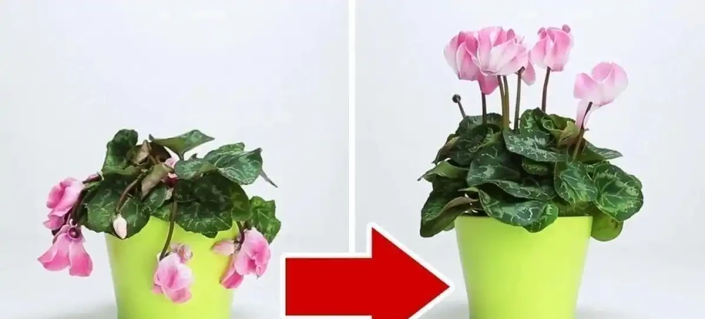 室內植物枝葉乾枯的7個原因和解決的方法，讓家裡的植物活得更久
