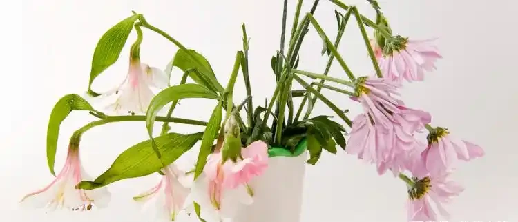 室內植物枝葉乾枯的7個原因和解決的方法，讓家裡的植物活得更久
