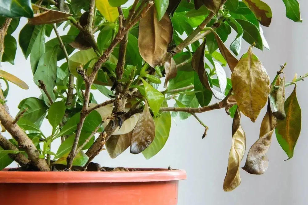 室內植物枝葉乾枯的7個原因和解決的方法，讓家裡的植物活得更久