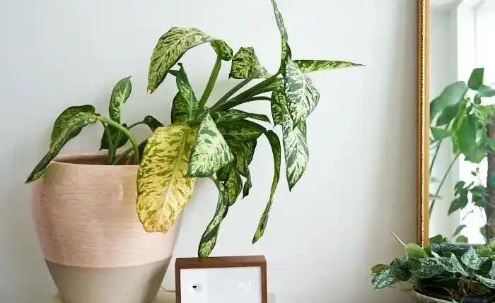 室內植物枝葉乾枯的7個原因和解決的方法，讓家裡的植物活得更久