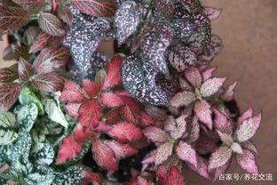 室內植物枝葉乾枯的7個原因和解決的方法，讓家裡的植物活得更久
