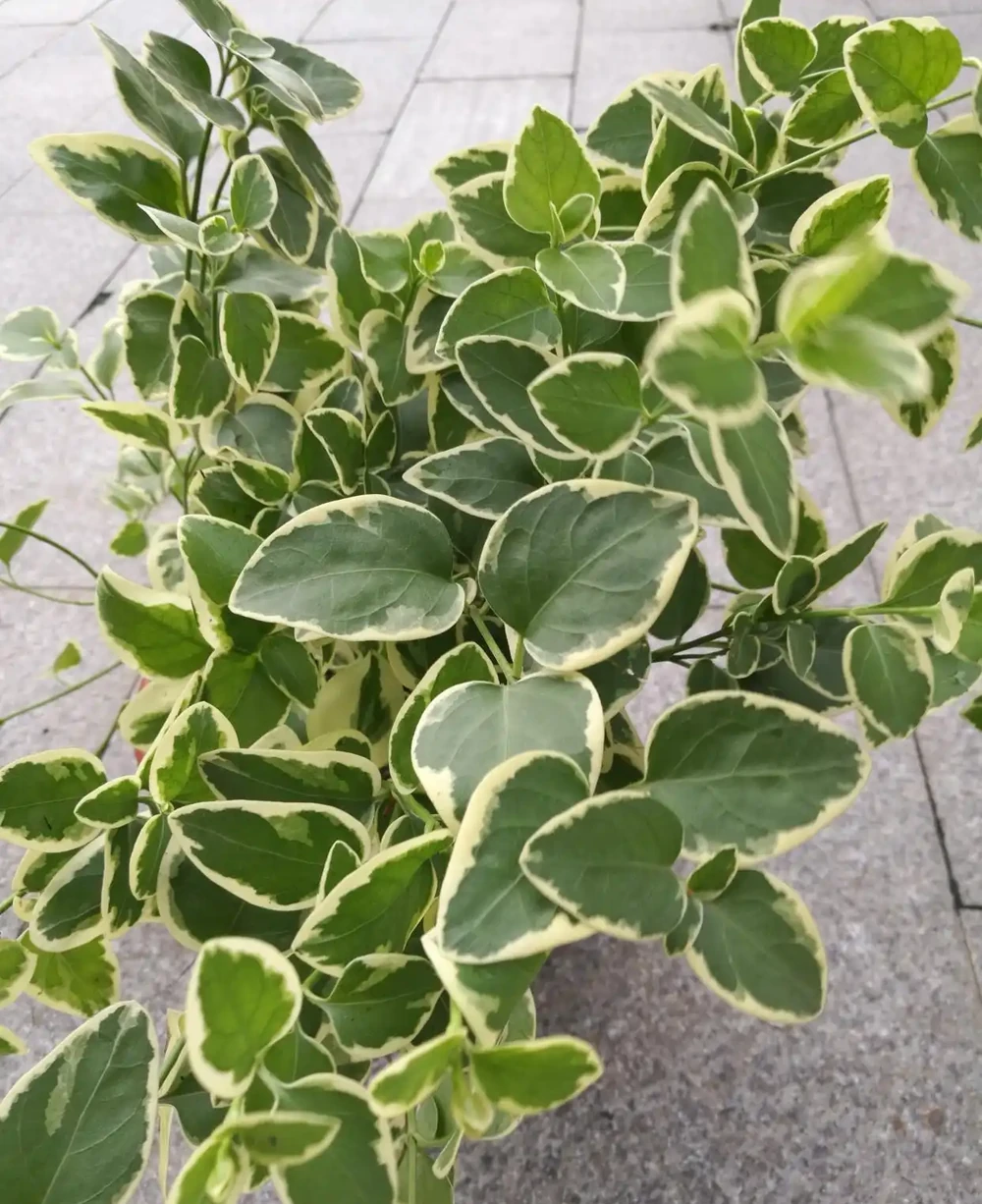 花色還是不錯的