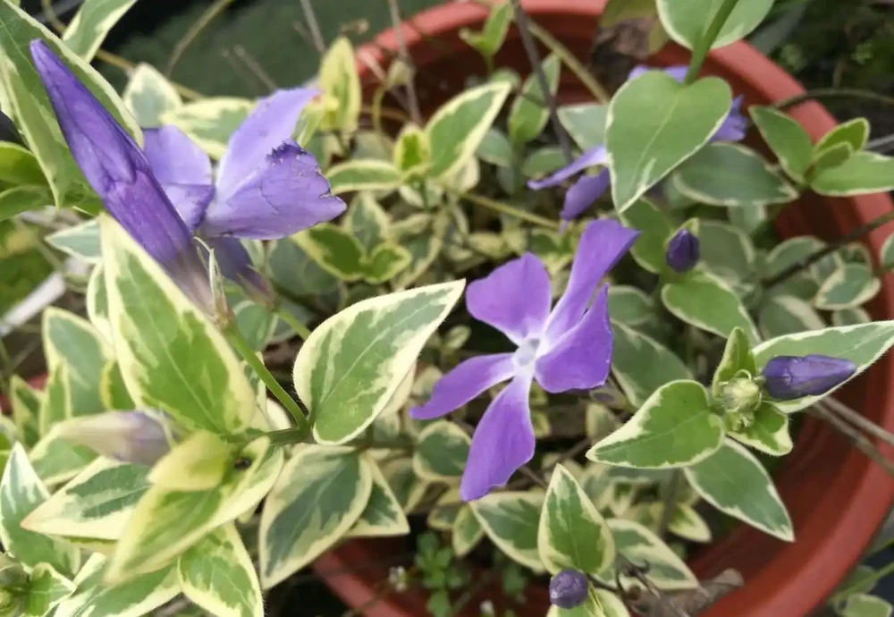 花開時的花葉蔓美麗極了