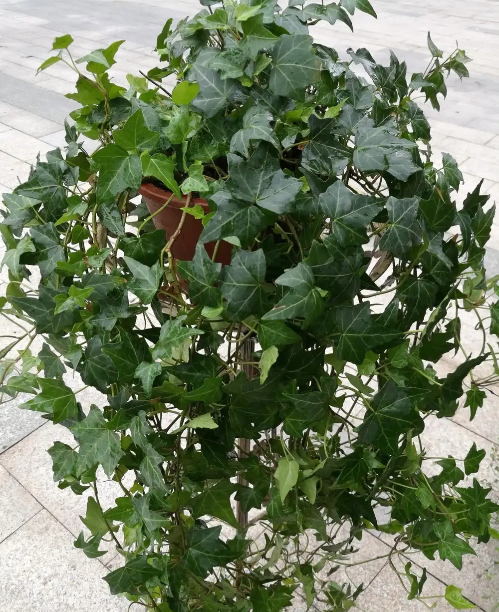 常青藤可吊可爬