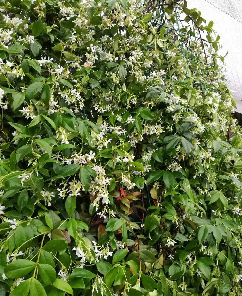 風車茉莉爬滿一面牆