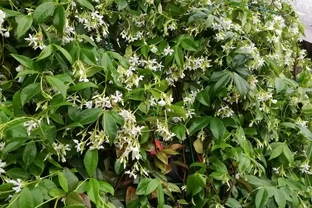 這4種爬藤植物，冬天不落葉，好看又好養，陽面與陰面都可以種